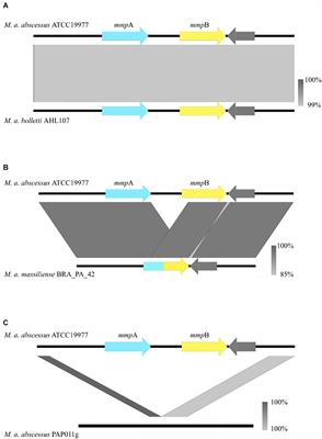 Increased Virulence of Outer Membrane Porin Mutants of Mycobacterium abscessus